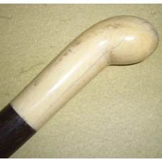 Maple tree cane with ivory knob of the 19th century